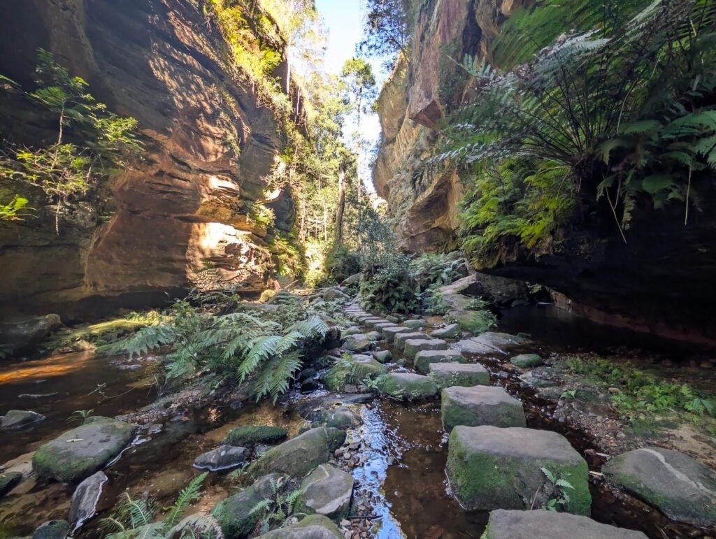 Stepping stones and ferns between the sandstone walls of Grand Canyon